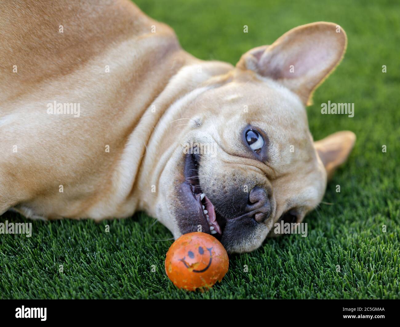 Rolling Eyes Frenchie Stock Photo Alamy
