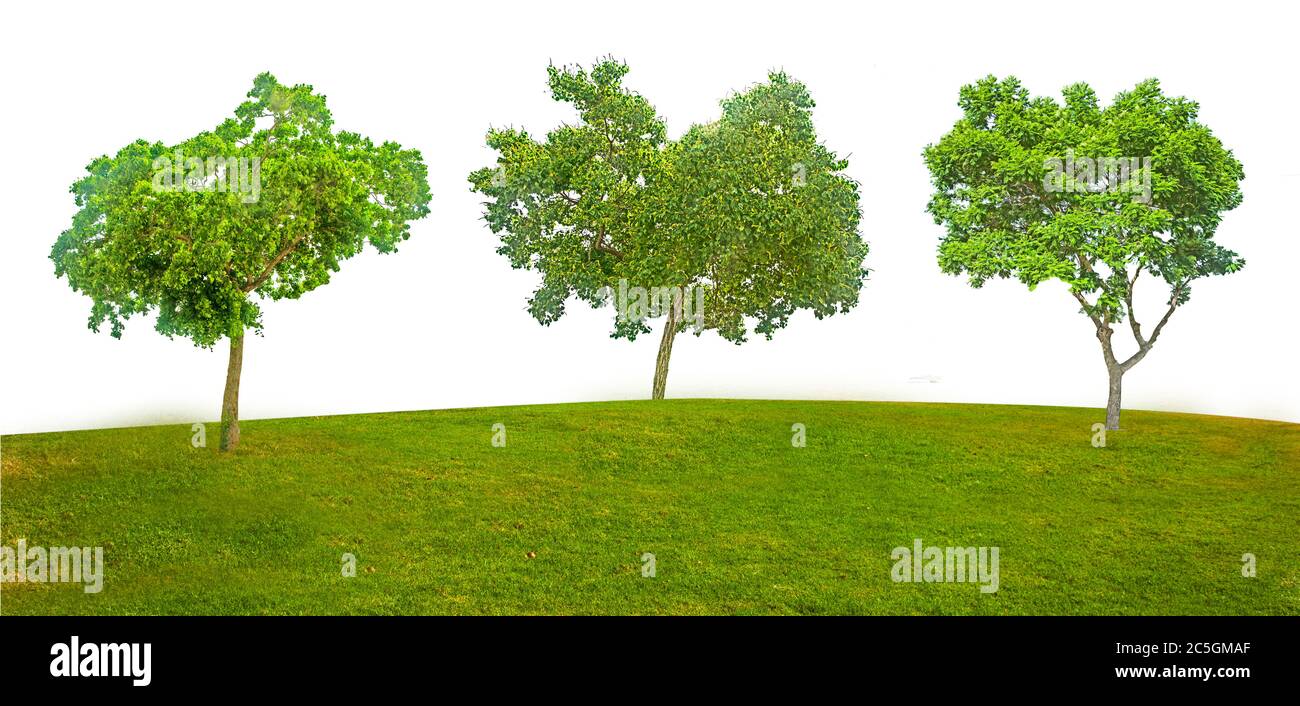 Tree isolated on white background Stock Photo - Alamy