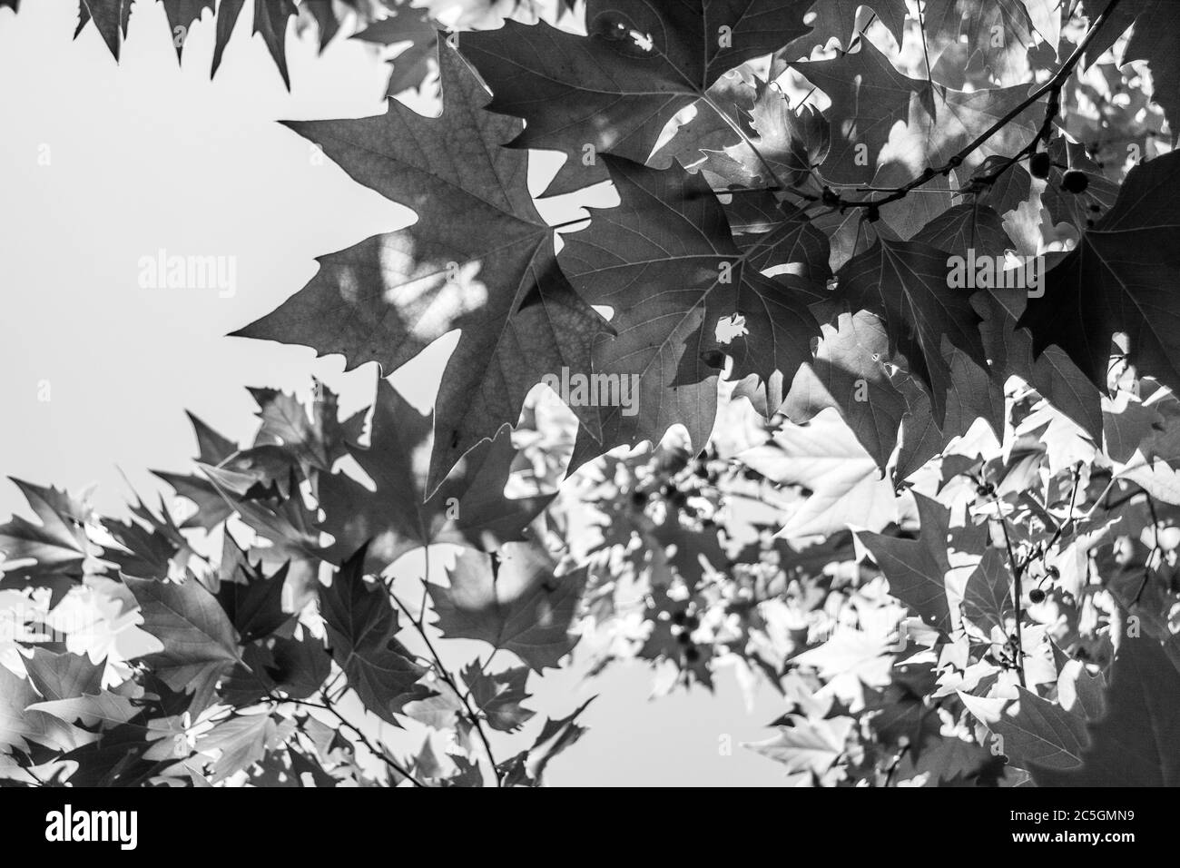 An image of leaves from a tree shot from ground level. Stock Photo