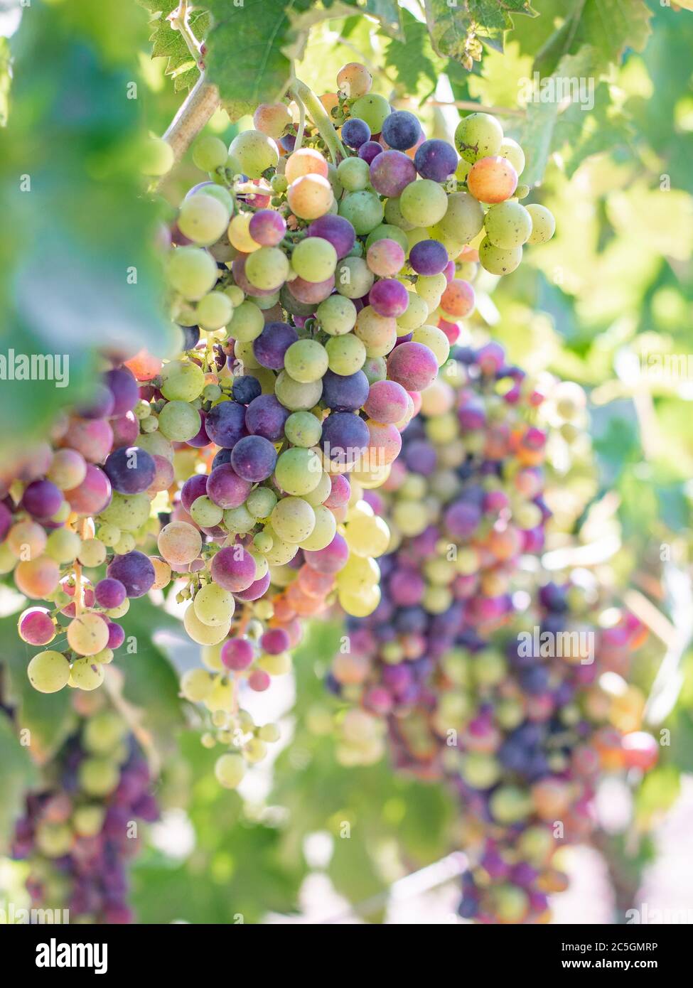 Red wine grapes on the vine nearing ripeness in veraison in Dry Creek Valley Sonoma County Wine Country California in late summer Stock Photo