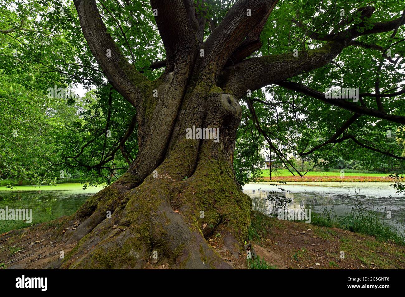 Giant hardwood trees hi-res stock photography and images - Alamy