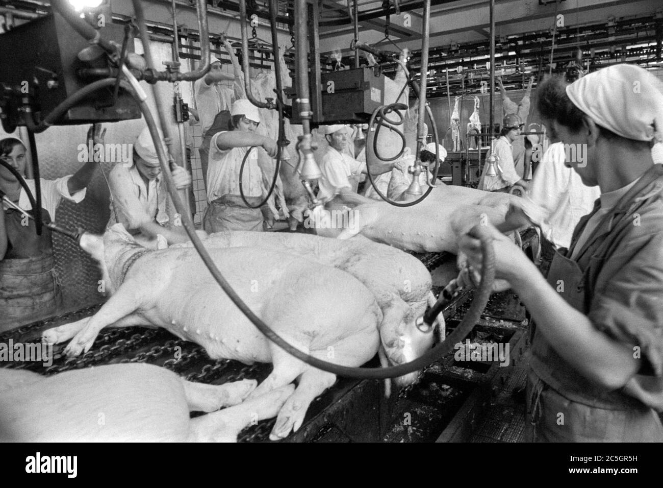 meat factory workers processing slaughtered pigs on production line 1970s hungary Stock Photo