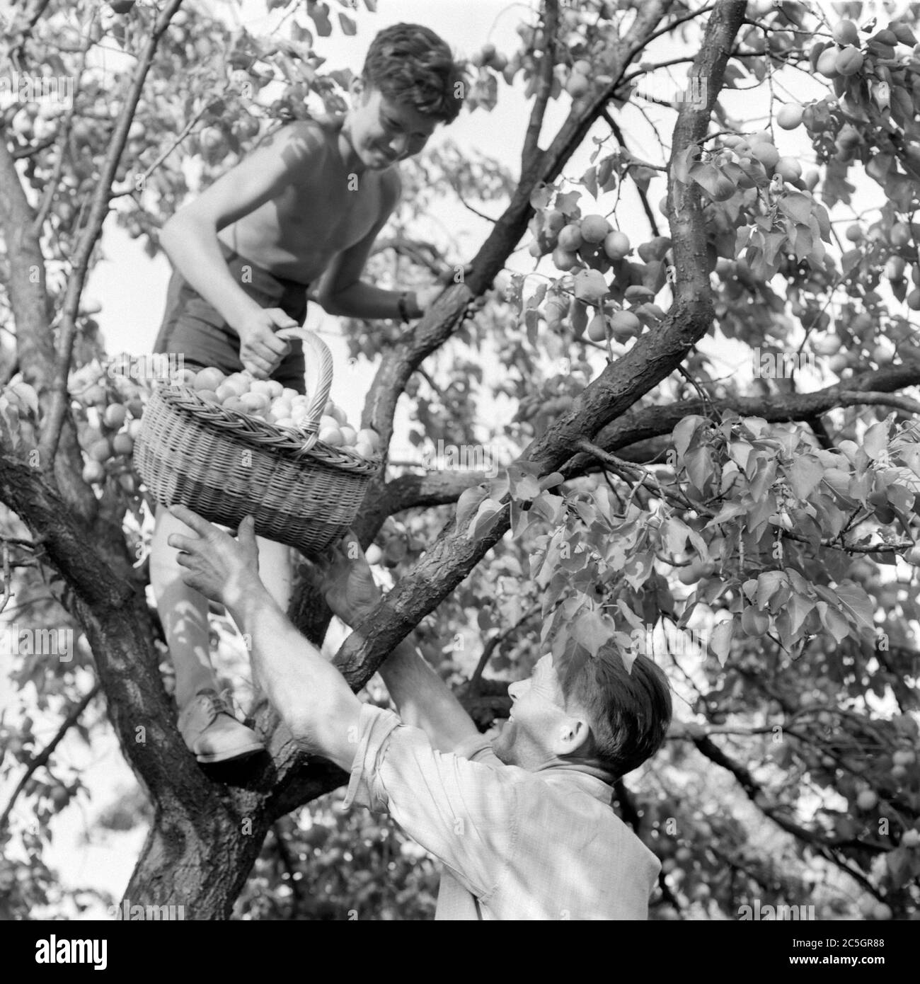 young boy in tree collecting peaches in wicker basket to hand down to older man on ground 1960s hungary Stock Photo