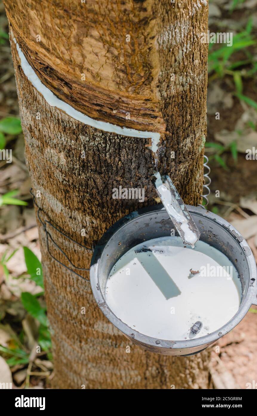 Para Rubber Tree In Natural Garden Is Harvested for Fresh Latex Stock