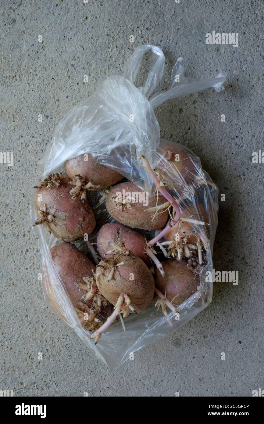 potatoes growing roots inside plastic bag Stock Photo Alamy