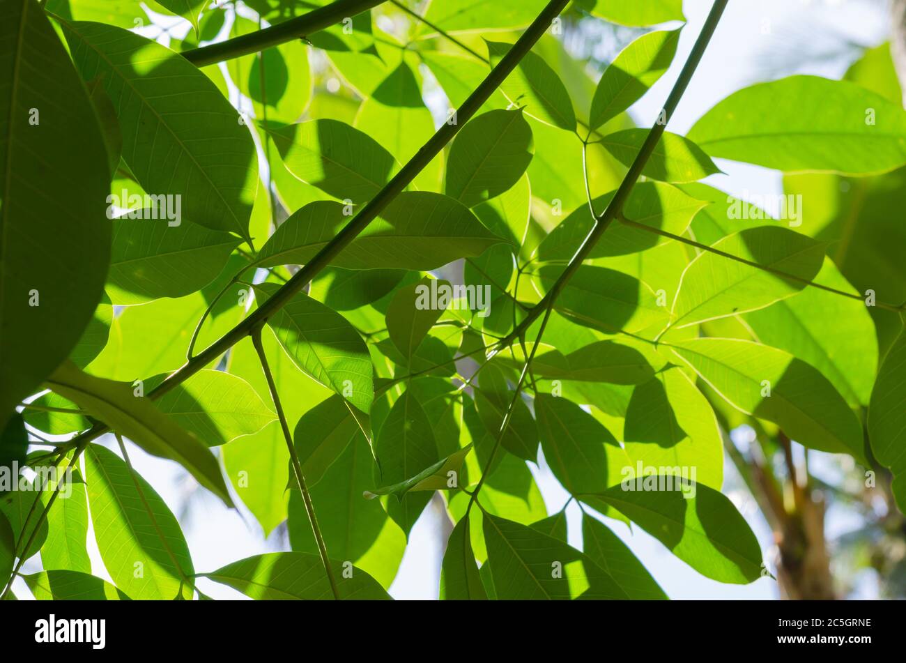Green Foliage of Para Rubber Tree with Sunlight Stock Photo - Alamy