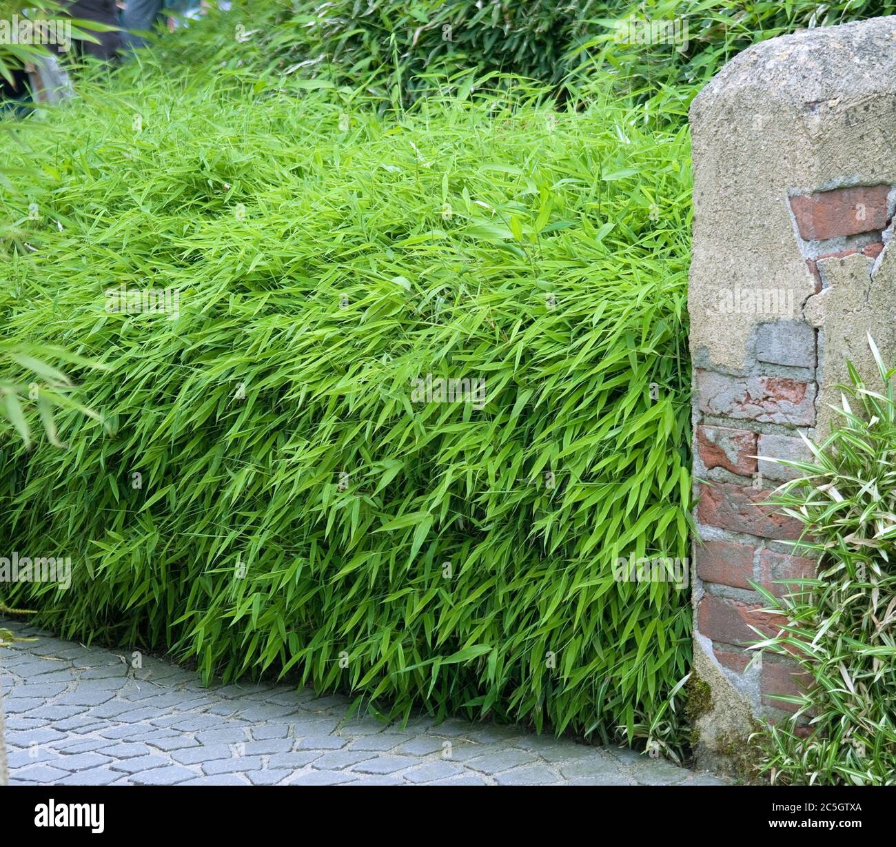 BambusHecke Fargesia rufa Stock Photo Alamy