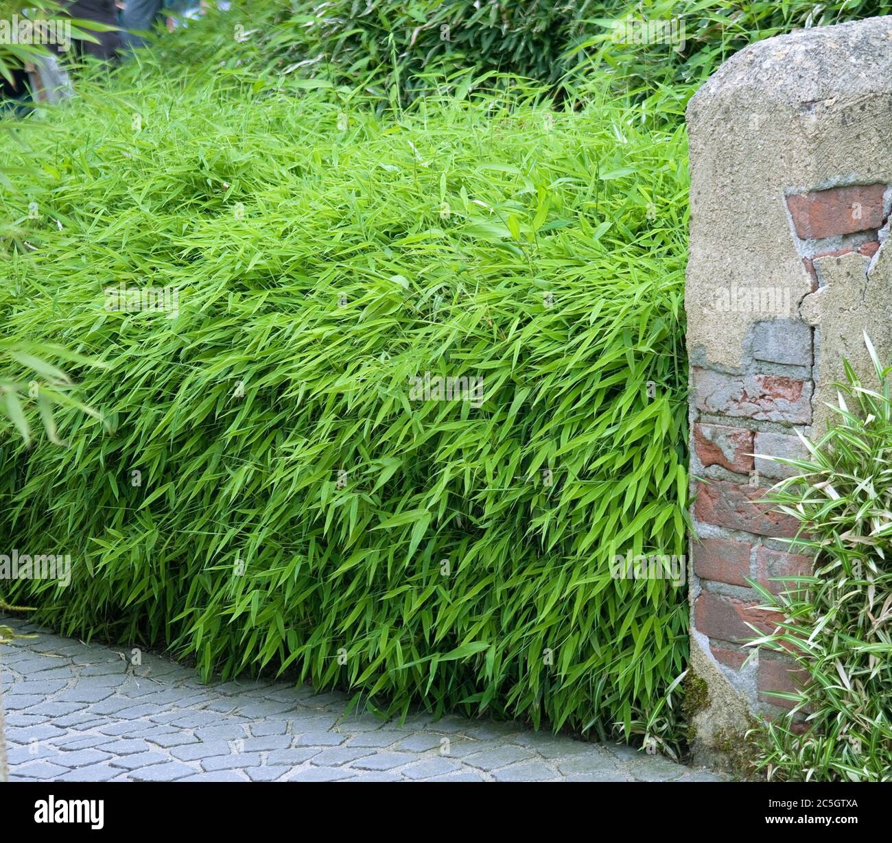 Bambus-Hecke Fargesia rufa Stock Photo