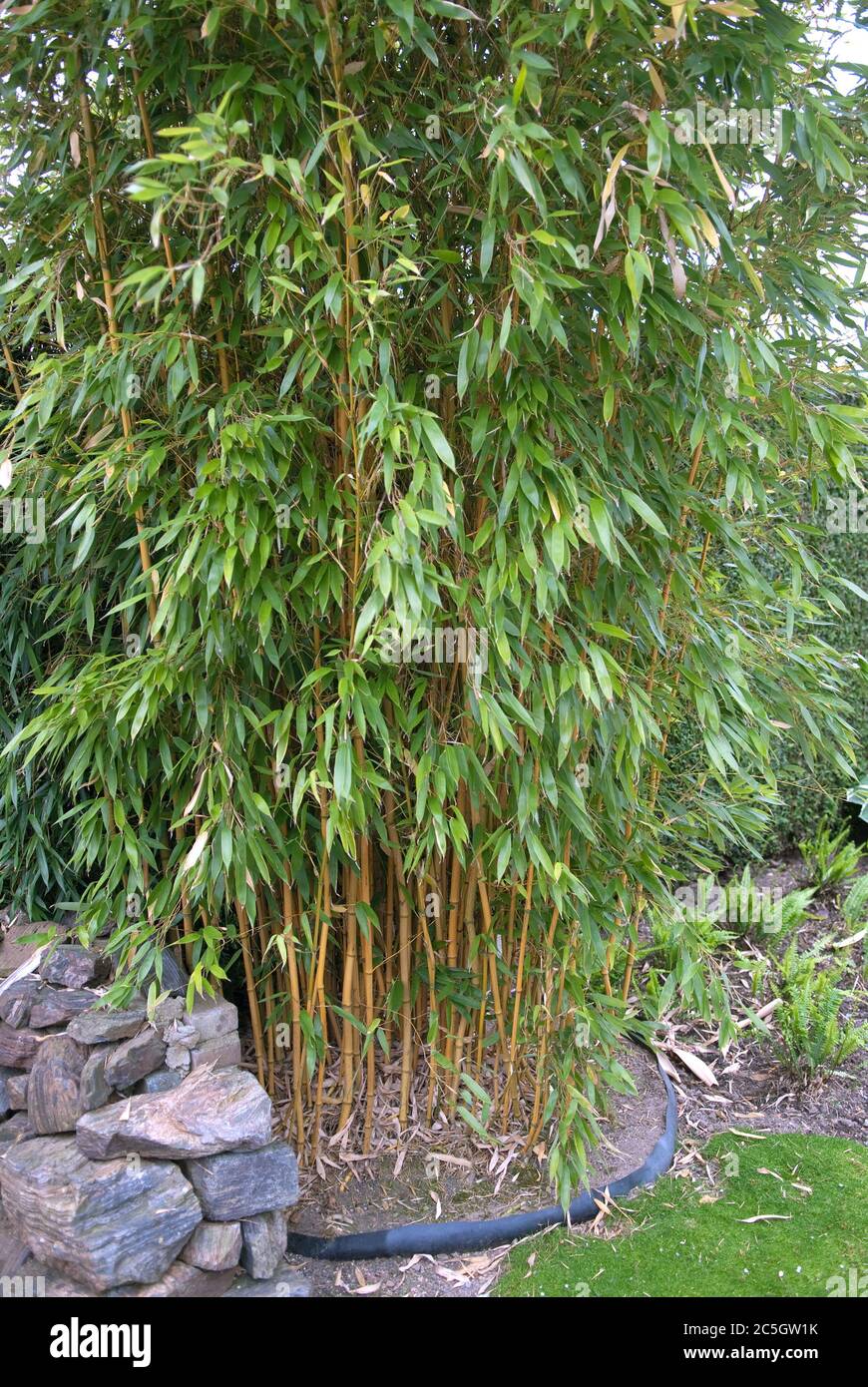 Bambus Phyllostachys aureosulcata Aureocaulis Stock Photo - Alamy