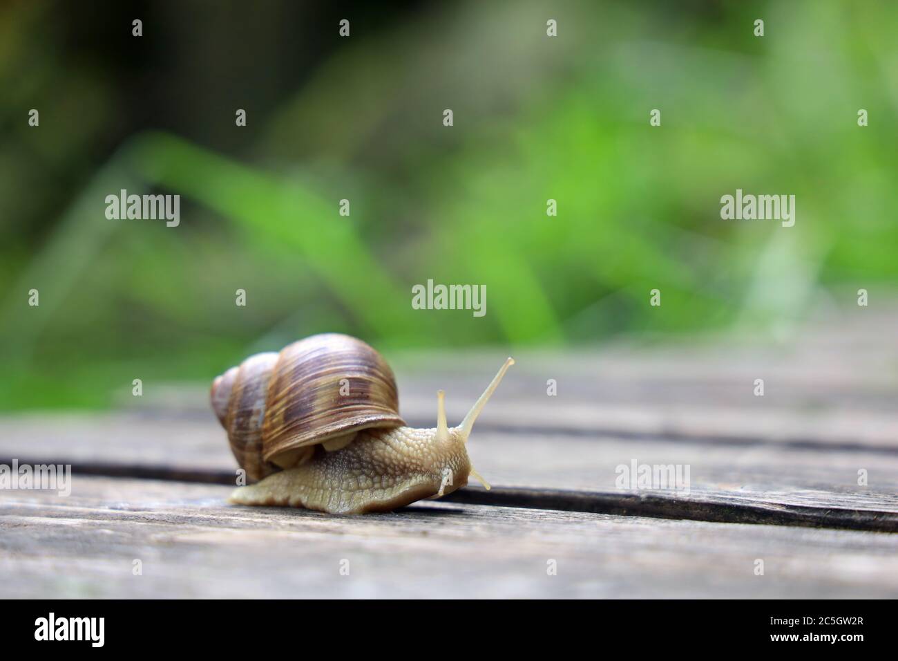Helix pomatia, Roman snail, is crawling in garden after the rain, background with copy space Stock Photo
