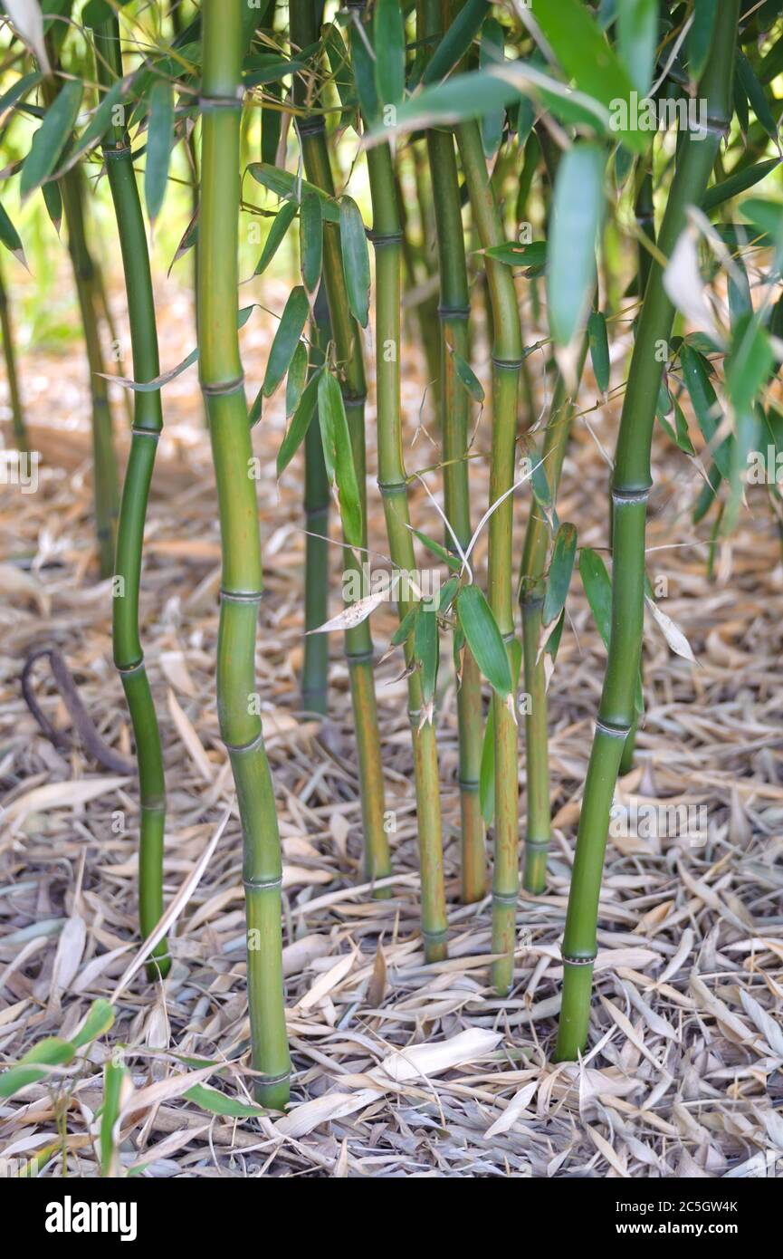 Gelbgruben-Flachrohrbambus Phyllostachys aureosulcata Stock Photo - Alamy