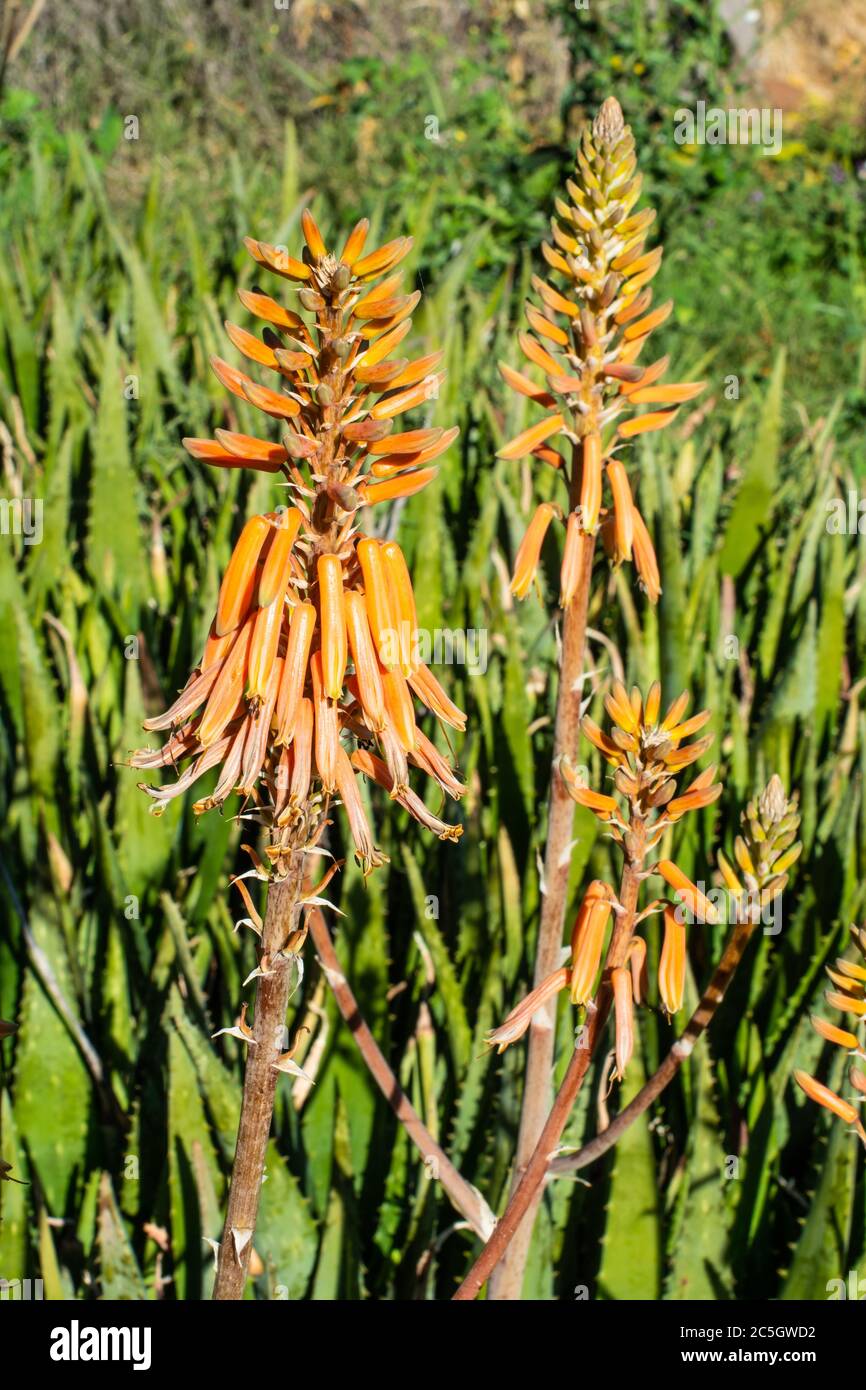 Aloe vera plants and flowers growing wild. Stock Photo