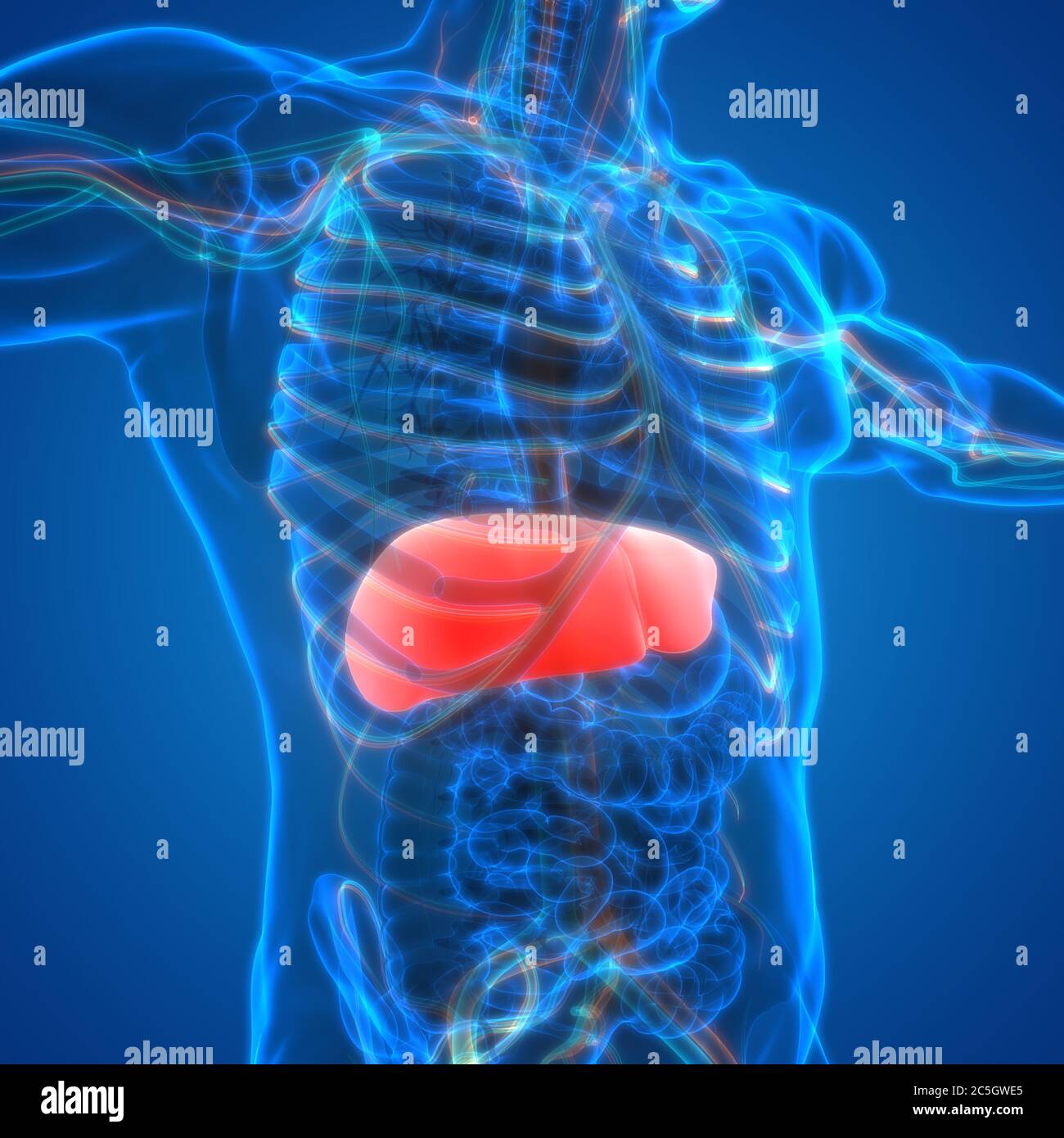 Human Internal Digestive Organ Liver Anatomy Stock Photo - Alamy