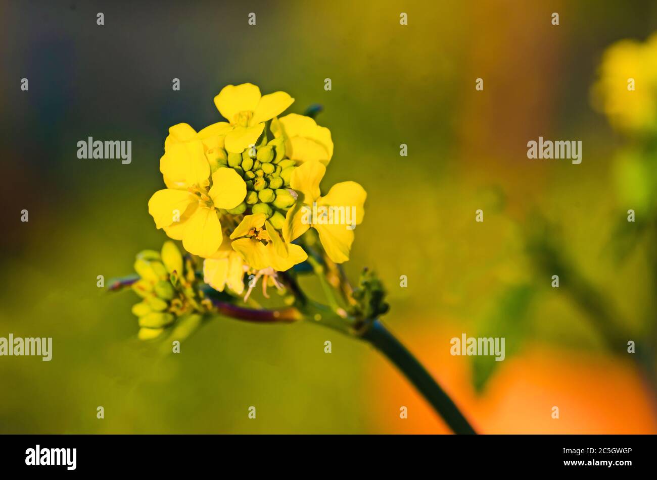 Rapeseed flower and seeds used to produce Canola Oil. Stock Photo