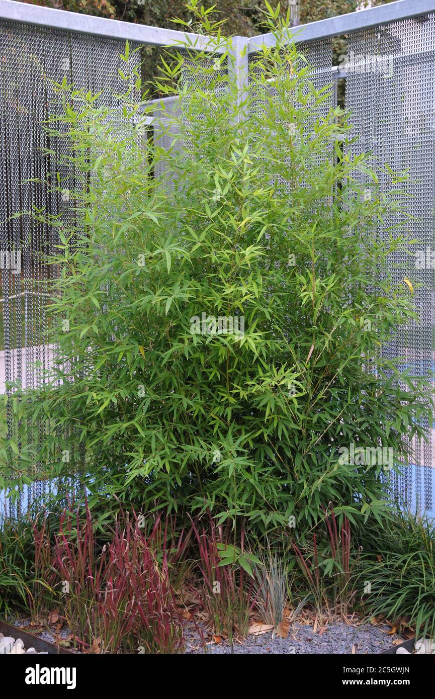 Bisett-Flachrohrbambus Phyllostachys bissetii Stock Photo