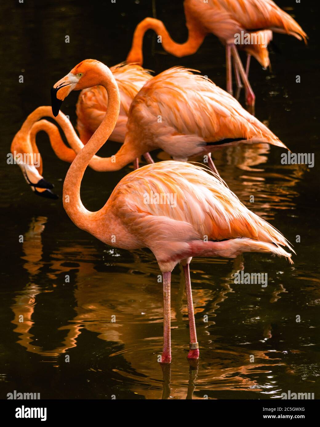 Group of flamingo birds in a lake standing Stock Photo
