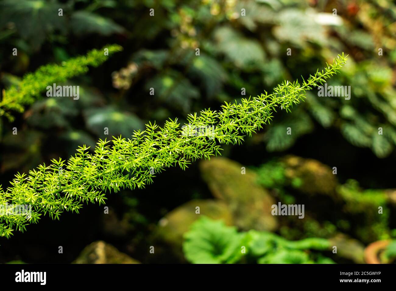 A plant growing in sunlight and showcasing green environment Stock Photo