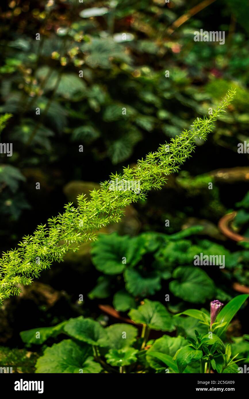 A plant growing in sunlight and showcasing green environment Stock Photo