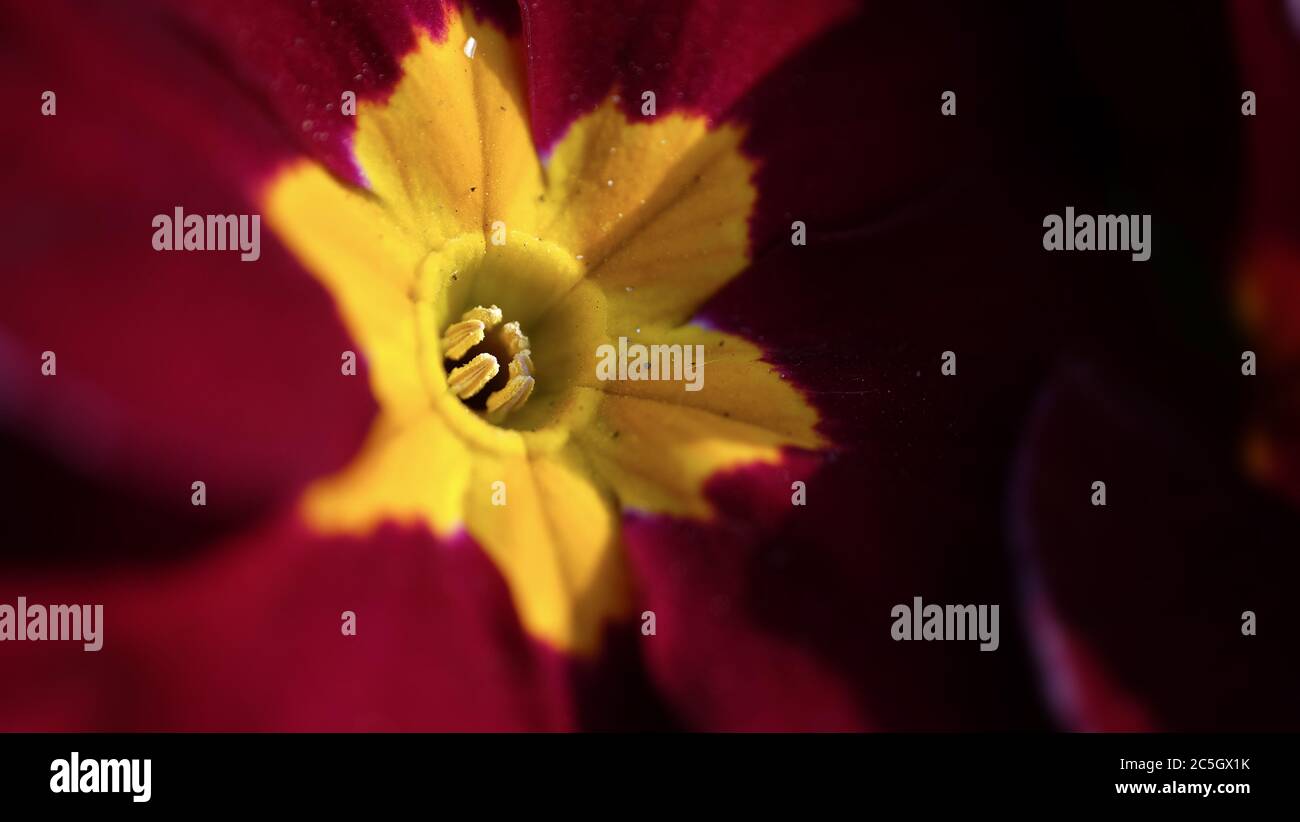 Macro photo inside a red and yellow tulip with pistil and stamens ...