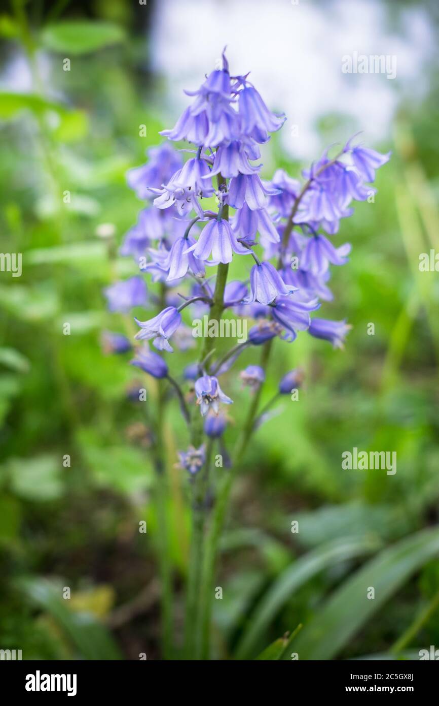 Spanish bluebell or Hyacinthoides hispanica in a garden. Narrow depth of field, blurred background Stock Photo