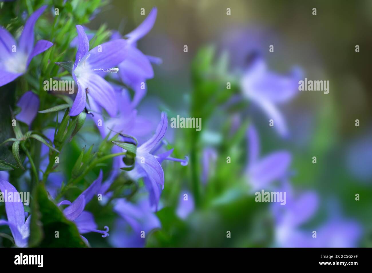 Close-up of flowers of a blue purple Campanula patula flower in early morning light with narrow depth of field. Copy space Stock Photo