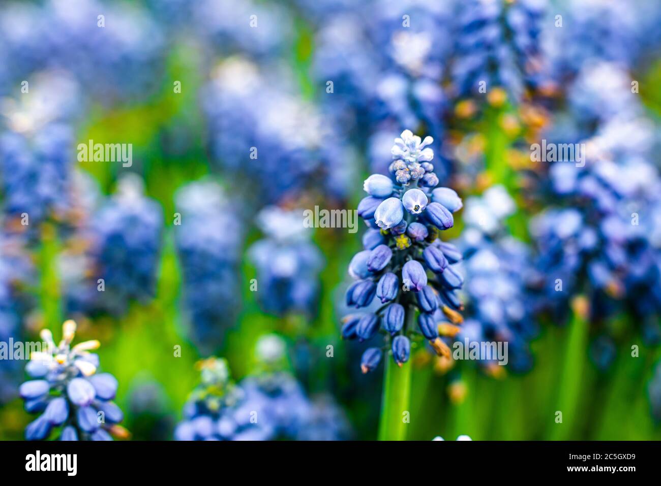 Blue flowers on the field in spring, blossoming field, macro view Stock Photo