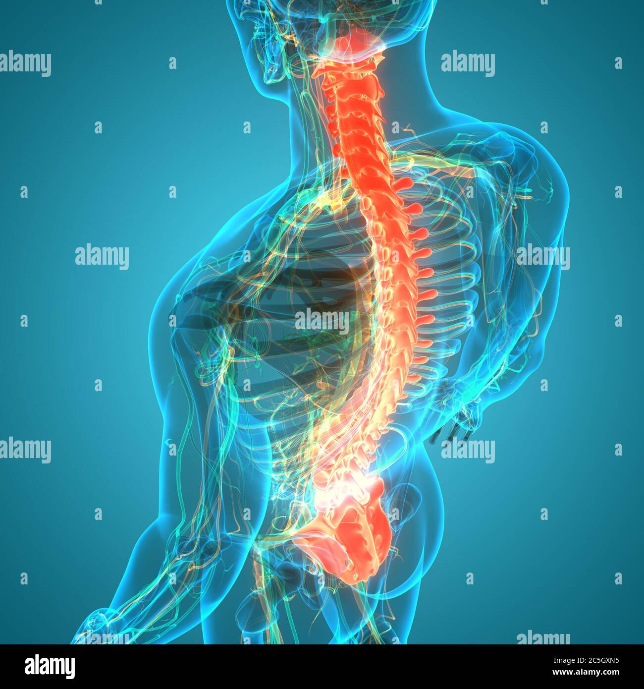 Spinal Cord Vertebral Column of Human Skeleton System Anatomy Stock ...