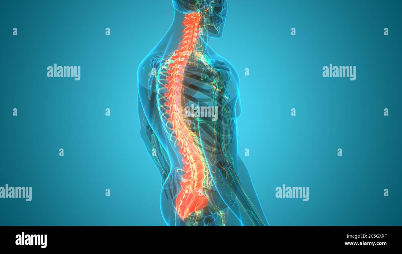 Spinal Cord Vertebral Column of Human Skeleton System Anatomy Stock ...