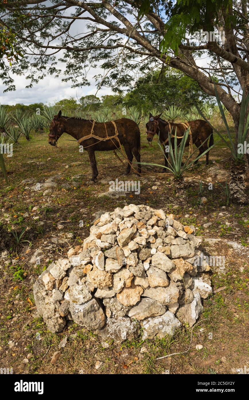 Horses in agave field on the Yucatan Peninsula, Mexico Stock Photo