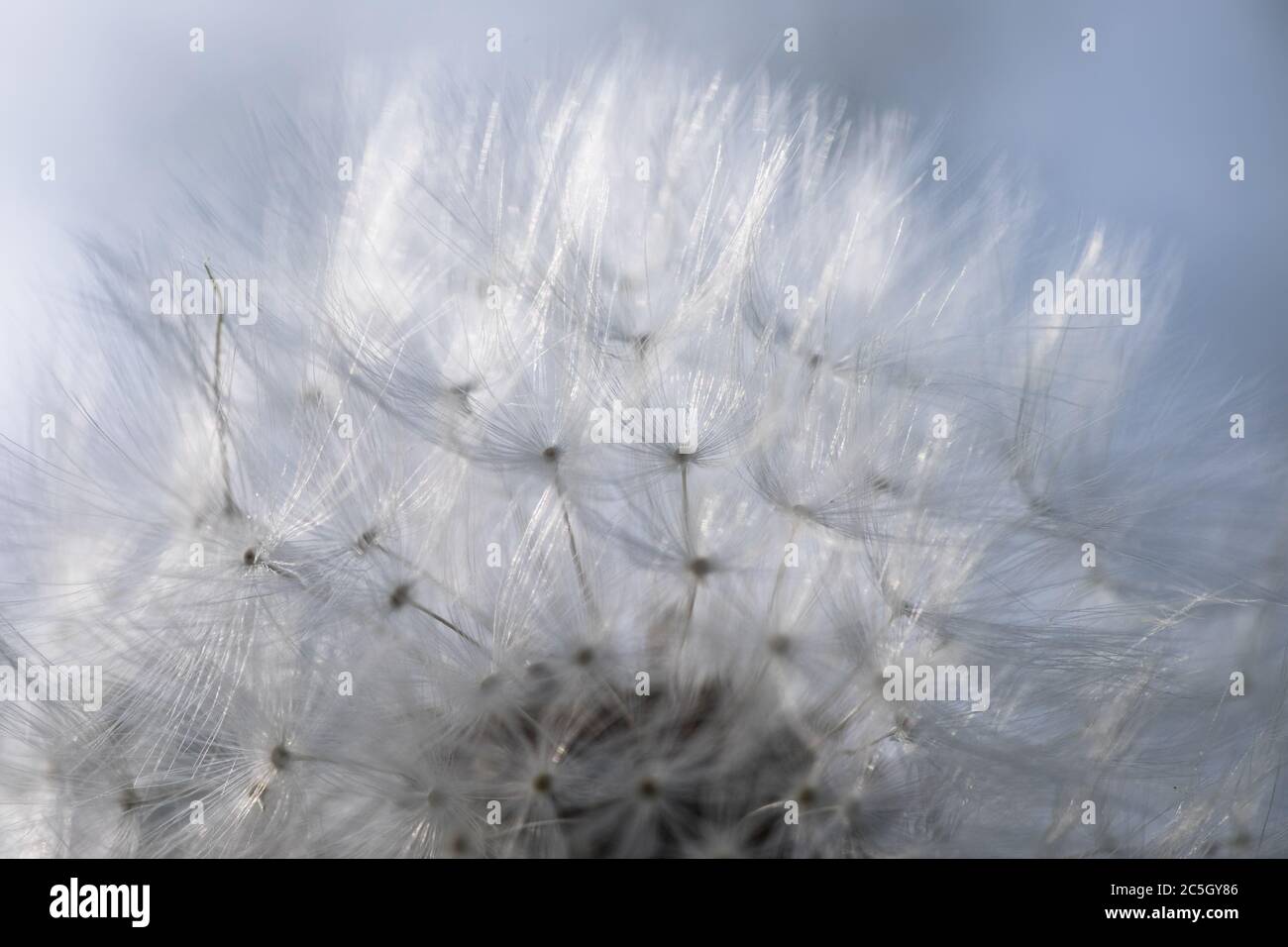 Common dandelion fruits. The soft and light silvery fruits vibrate and ...