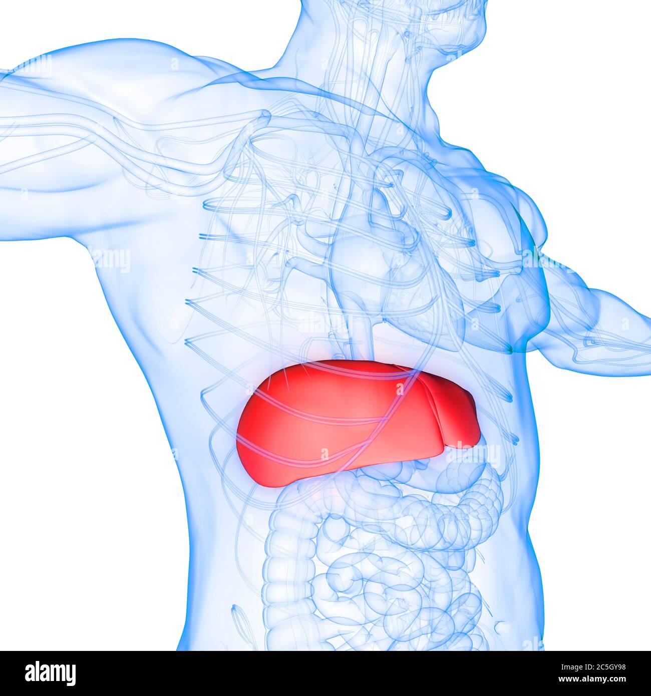 Human Internal Digestive Organ Liver Anatomy Stock Photo - Alamy