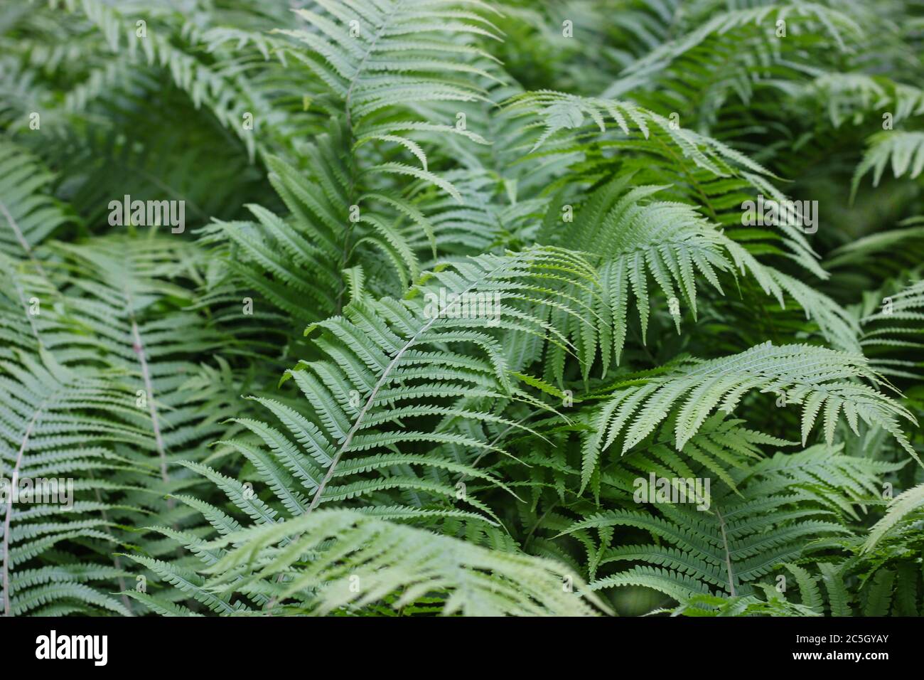 Lush ferns in a forest Stock Photo