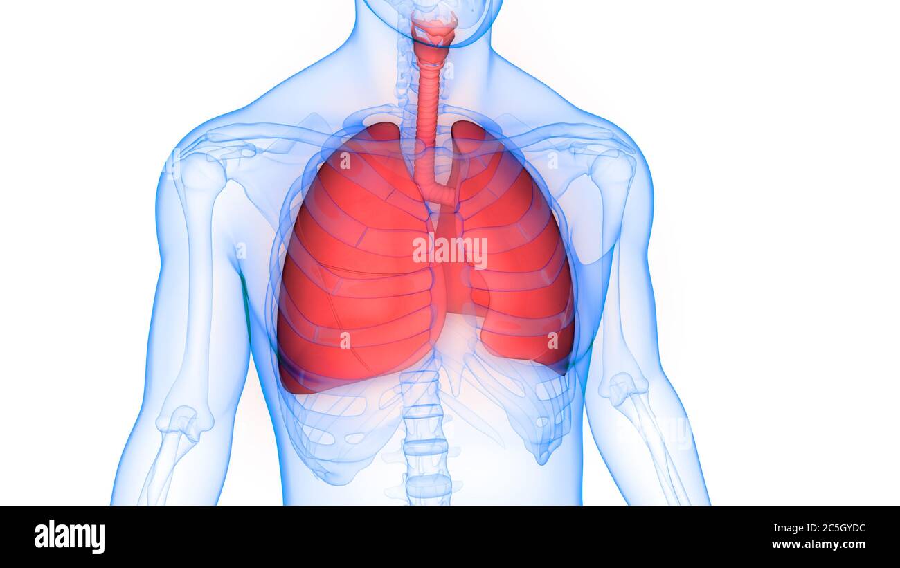 Human Respiratory System Lungs Anatomy Stock Photo - Alamy