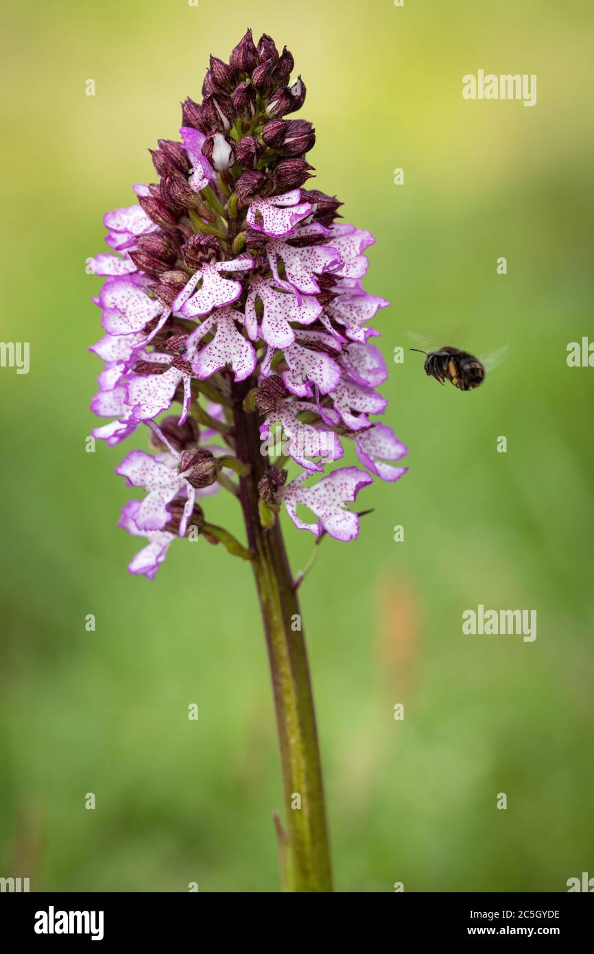 Beautiful orchid flower with insect. Orchid background. Colorful orchid. Orchid in nature. Stock Photo