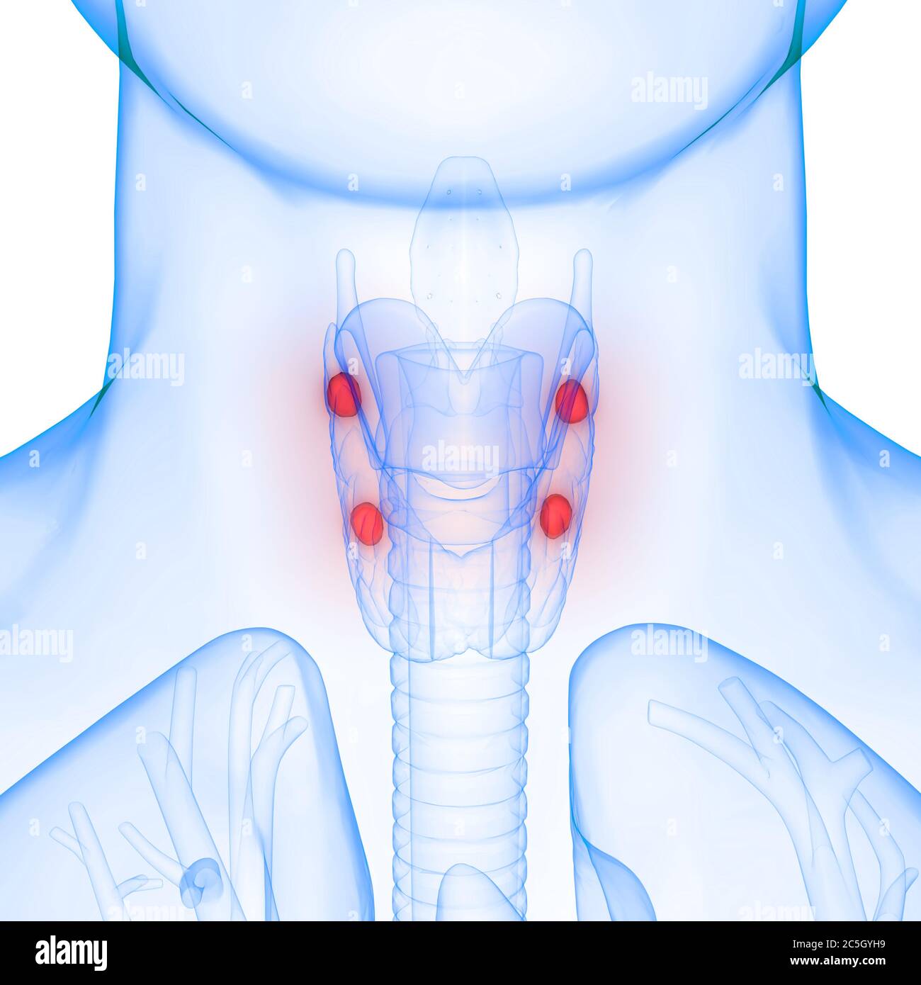 Human Body Glands Parathyroid Glands Anatomy Stock Photo