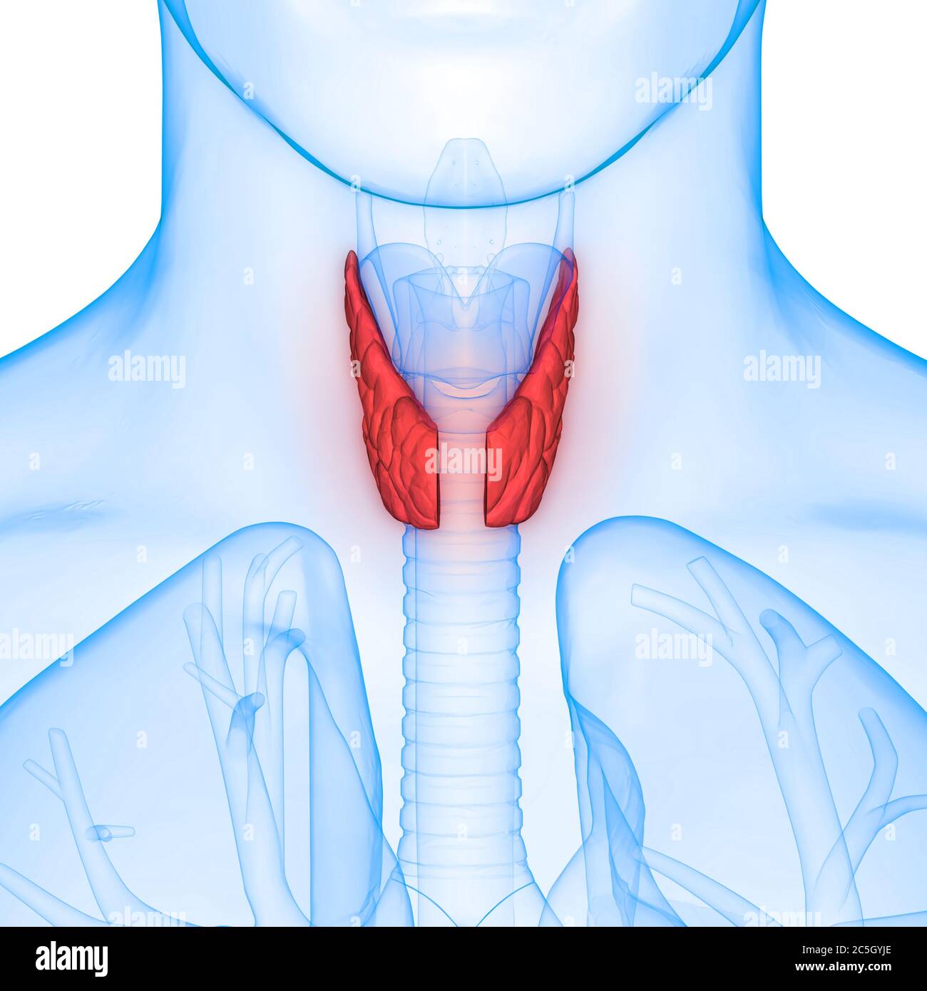 Human Body Glands Lobes of Thyroid Gland Anatomy Stock Photo