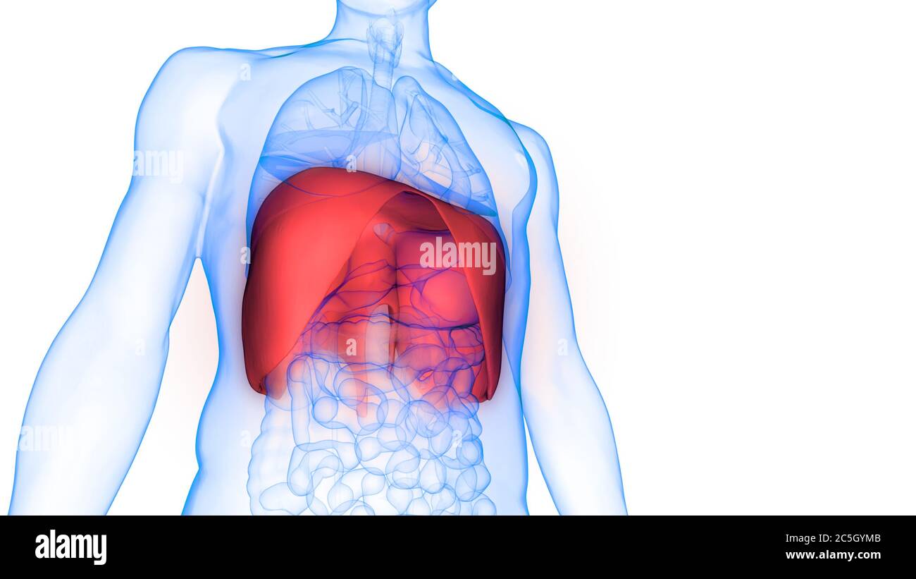 Human Respiratory System Diaphragm Anatomy Stock Photo - Alamy