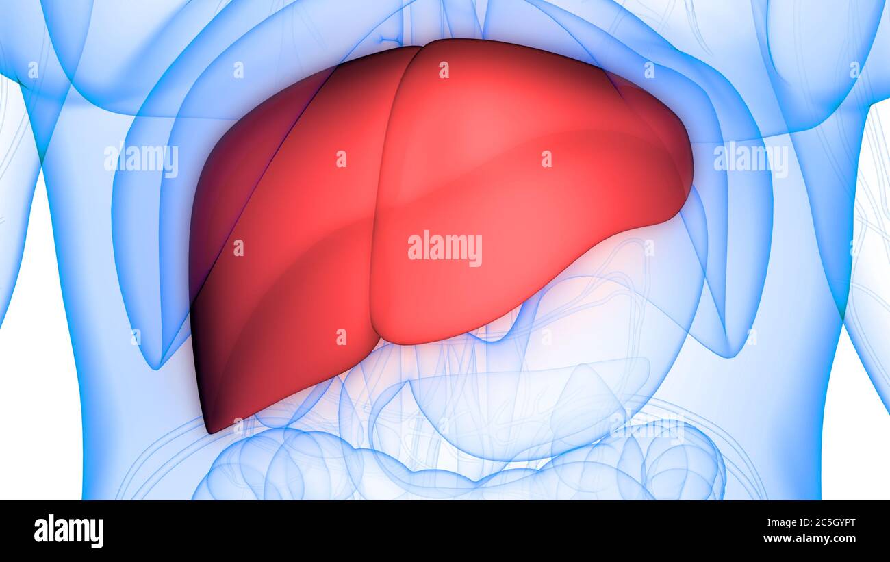 Human Internal Digestive Organ Liver Anatomy Stock Photo