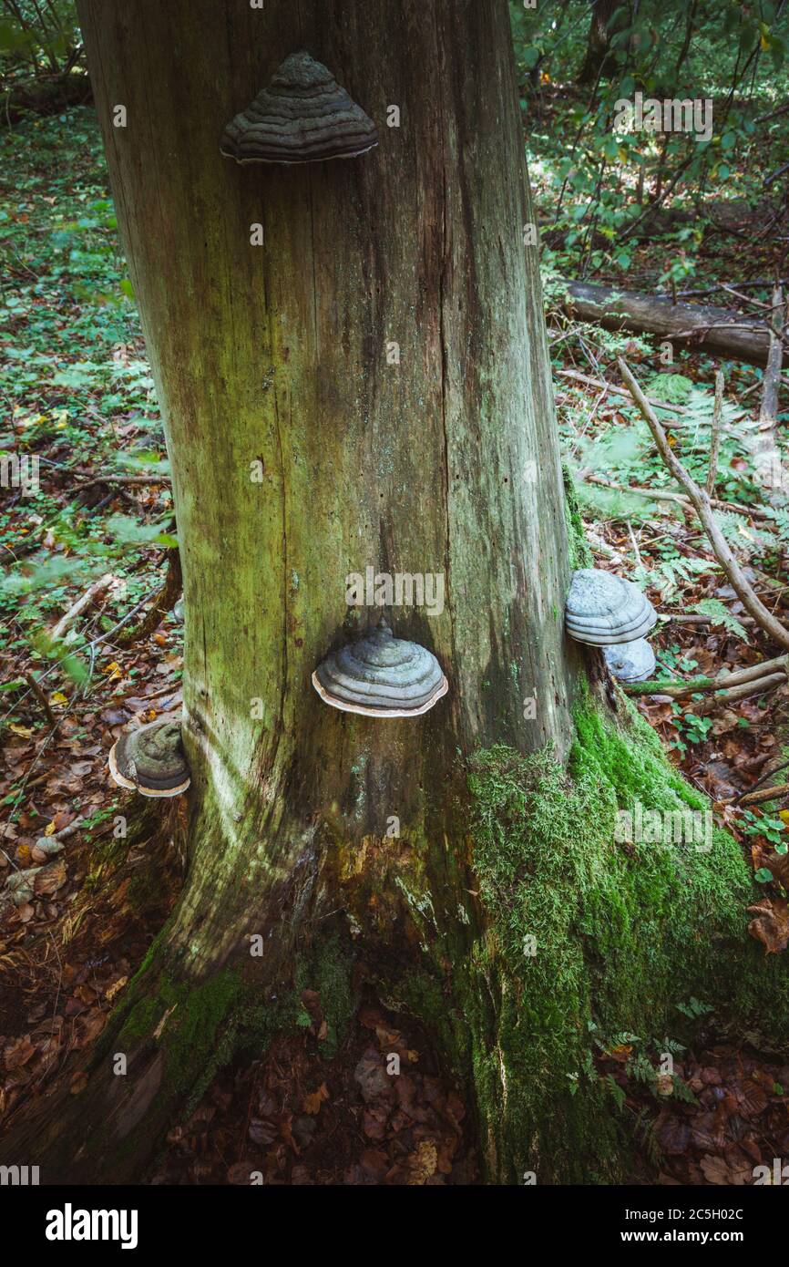 BIALOWIEZA NATIONAL PARK visual data 4