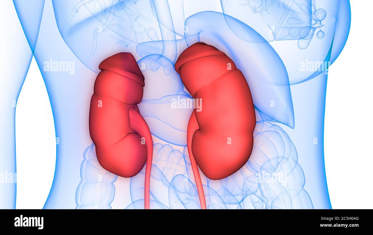Human Urinary System Kidneys with Bladder Anatomy Stock Photo - Alamy