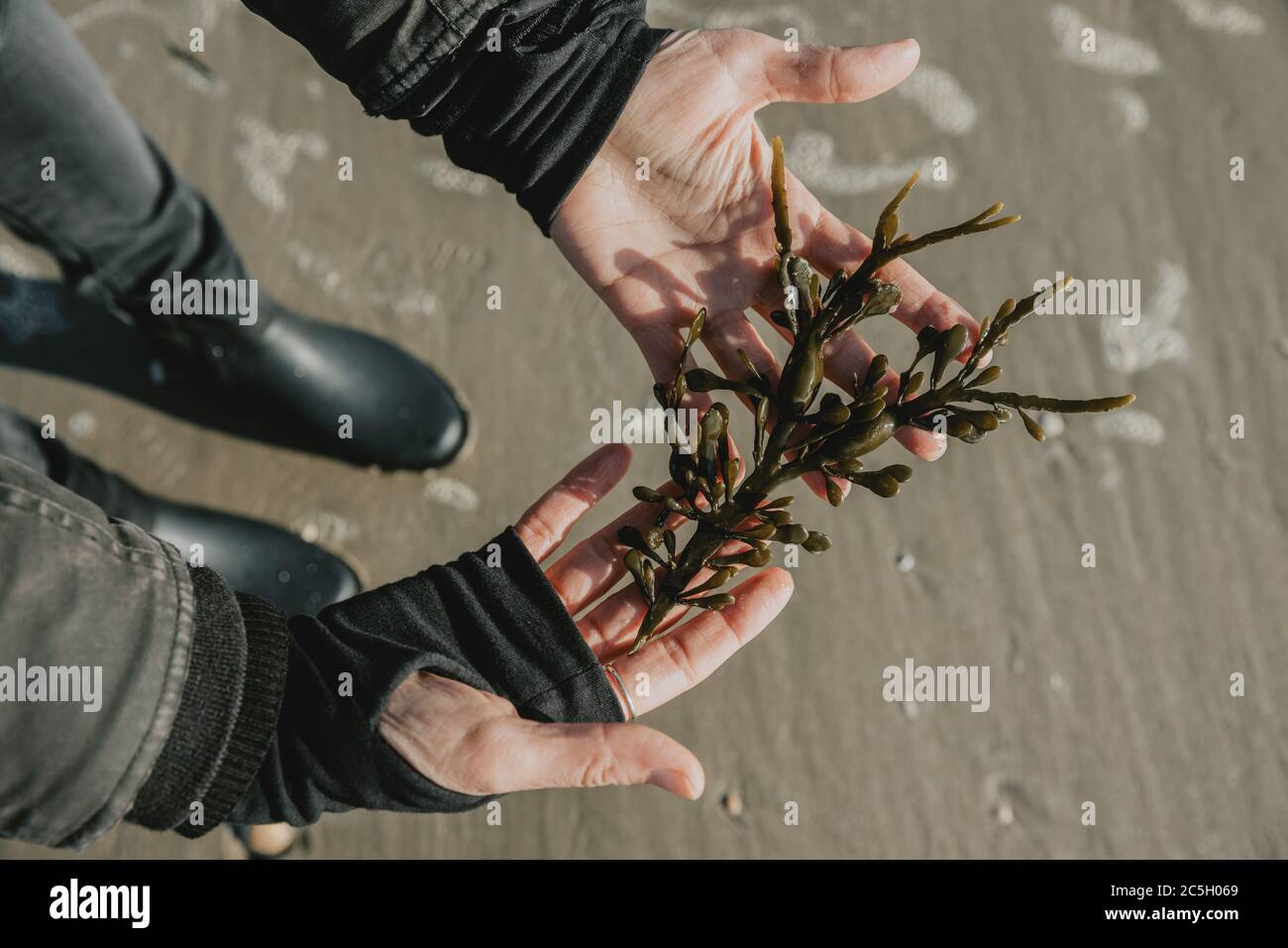 Green seaweed - kelp, the natural medicine, laying in women's hands above the sand of the beach of the coast of the North sea in Denmark Stock Photo