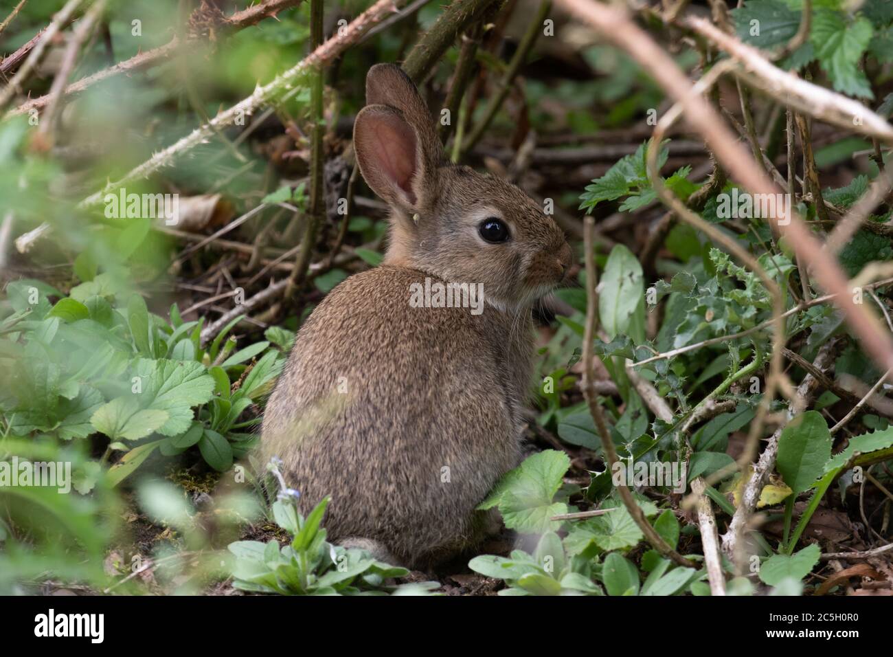 European Rabbit. Oryctolagus cuniculus. Single young rabbit hiding in