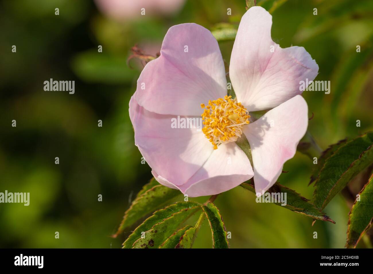 Close up of a dog rose (rosa canina) in bloom Stock Photo - Alamy