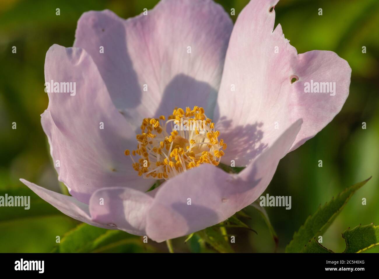 Close up of a dog rose (rosa canina) in bloom Stock Photo - Alamy