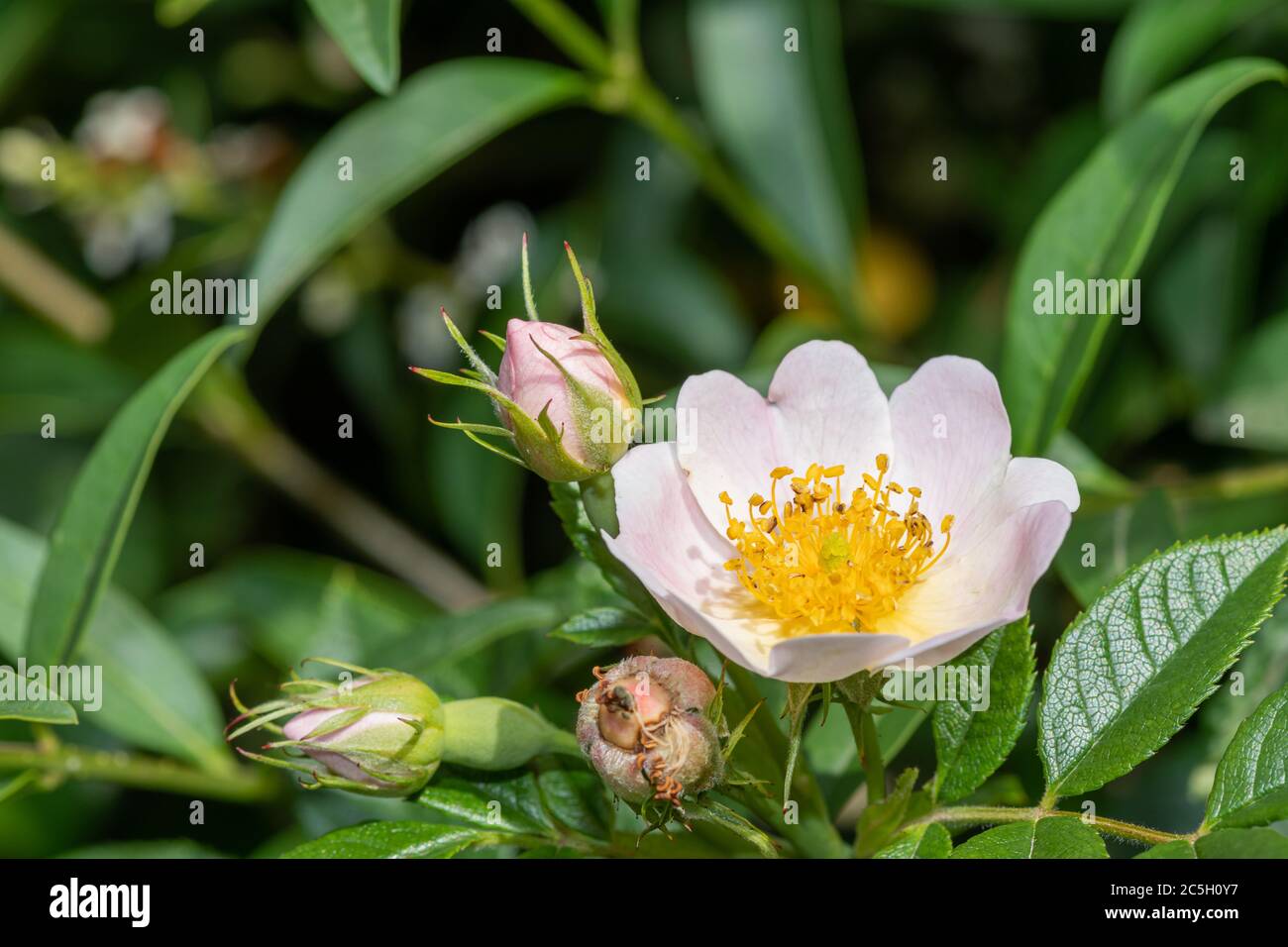 Close up of a dog rose (rosa canina) in bloom Stock Photo - Alamy
