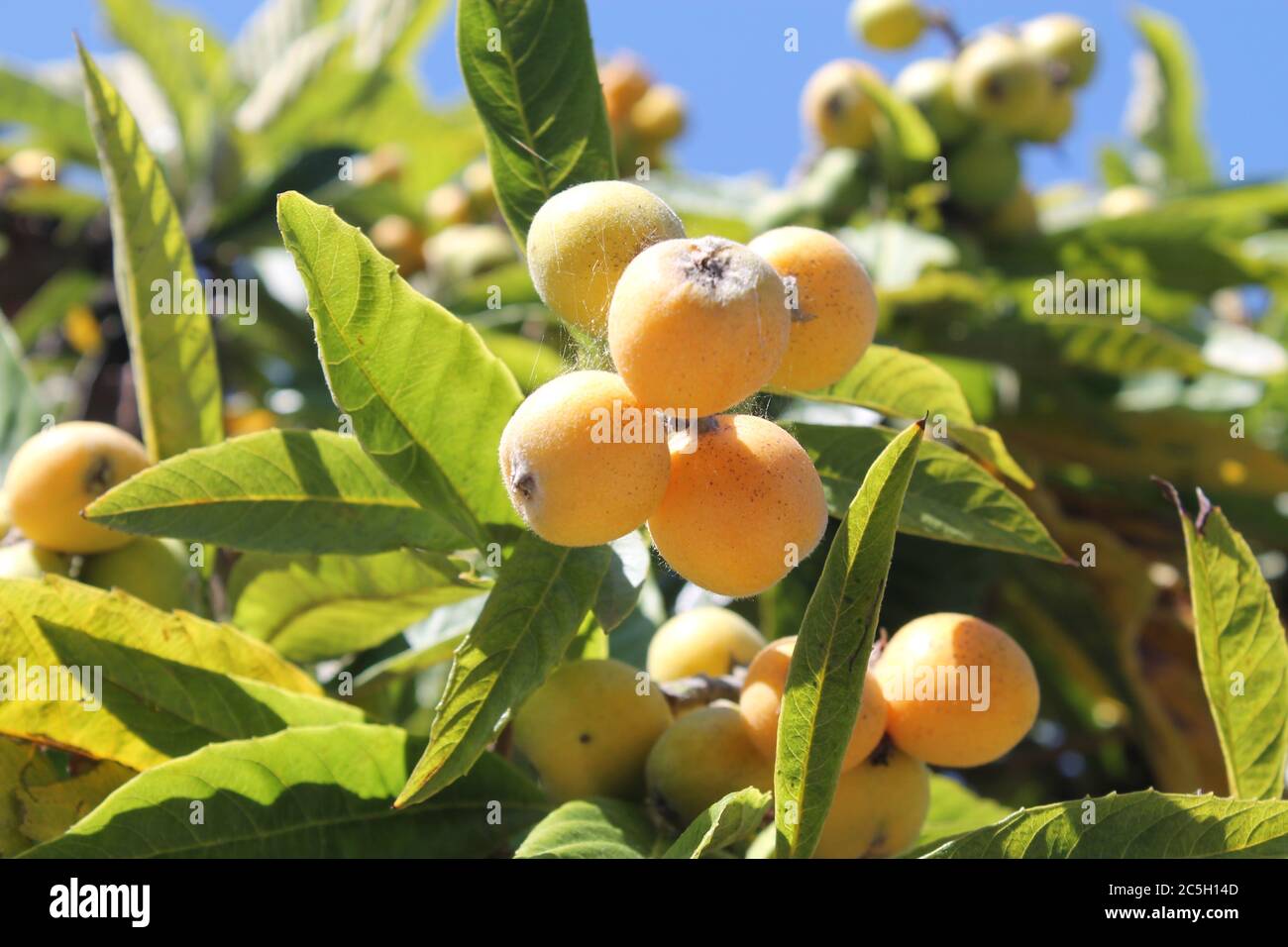 loquat(Eriobotrya japonica) fruit on loquat plant with a wonderful view of fruit plant Stock Photo