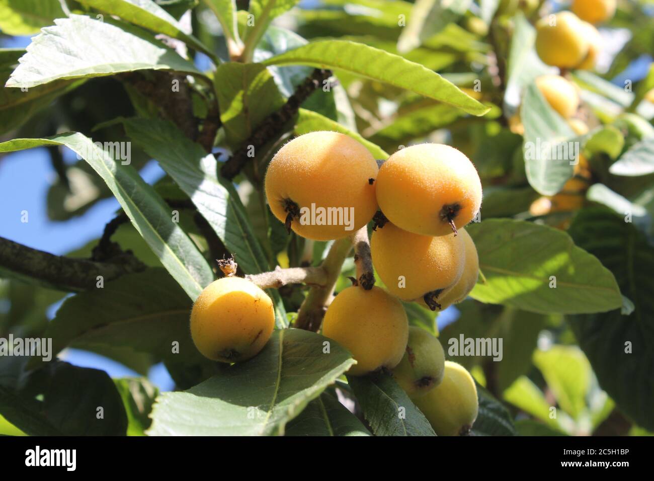 loquat(Eriobotrya japonica) fruit on loquat plant with a wonderful view of fruit plant Stock Photo