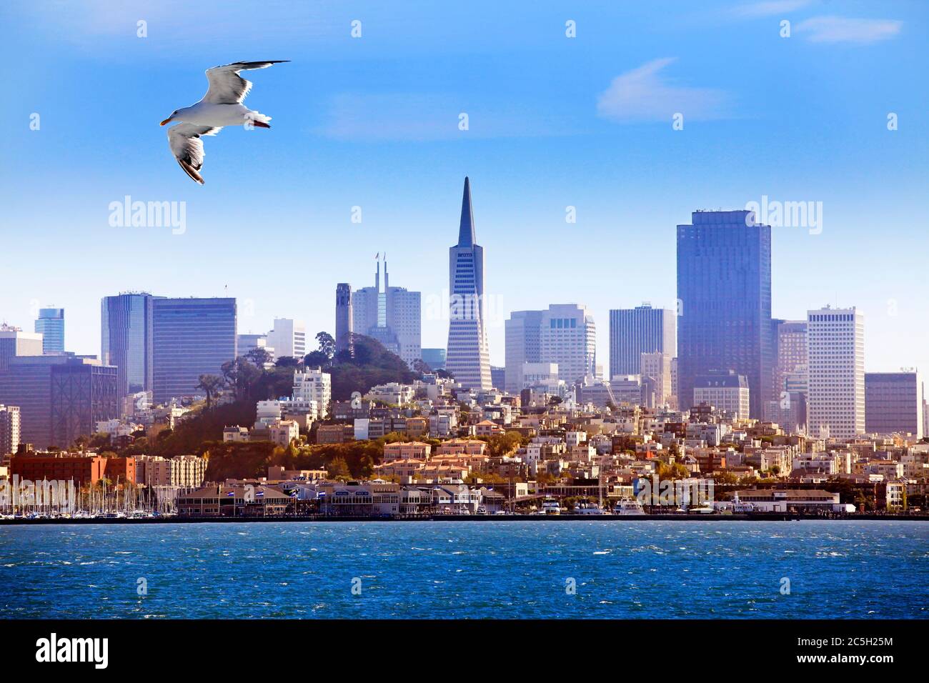 Seagull flying over the bay on the background of San Francisco Stock Photo