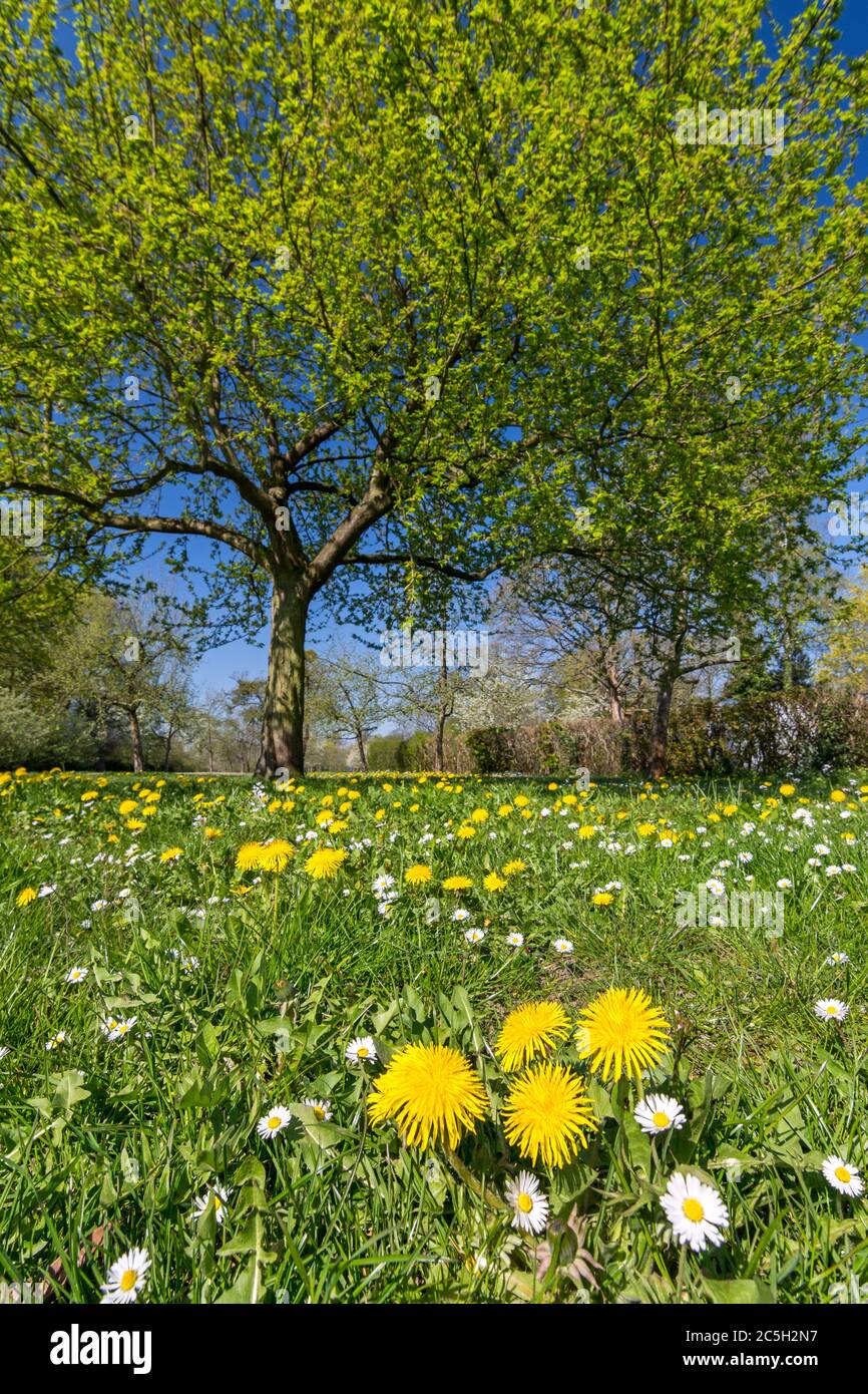 Daisy in front of dandelion hi-res stock photography and images - Alamy