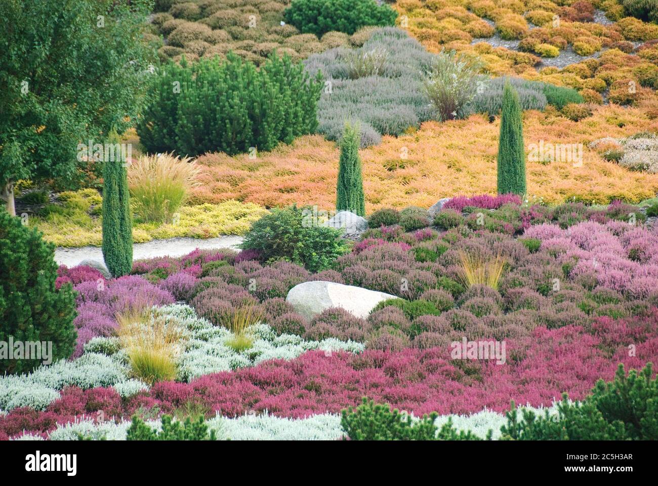 Heidegarten Calluna vulgaris Stock Photo